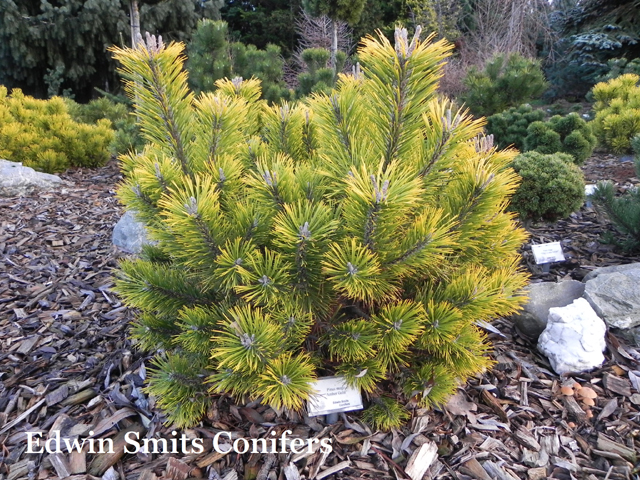 Pinus mugo 'Amber Gold'